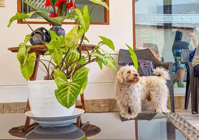 a small dog standing on a table next to a potted plant at KUSI WASI CIENEGUILLA in Cieneguilla