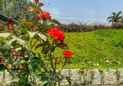 a bush of red roses in a garden at KUSI WASI CIENEGUILLA in Cieneguilla