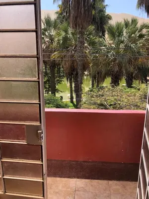 a ladder standing in front of a window with palm trees at Hostal Huacachina Sunset in Ica