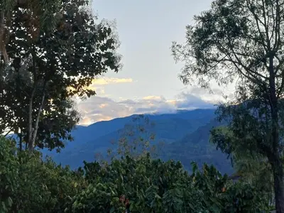 a view of the mountains through the trees at El Cacaotal Finca Faura #5 3H in San Ramón