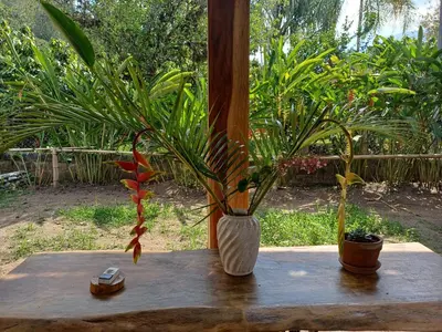 two plants in a vase on a wooden table at El Cacaotal Finca Faura #5 3H in San Ramón