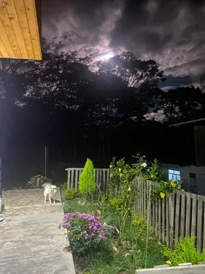 a dog walking in a yard with a fence and flowers at Carol Haus in Oxapampa