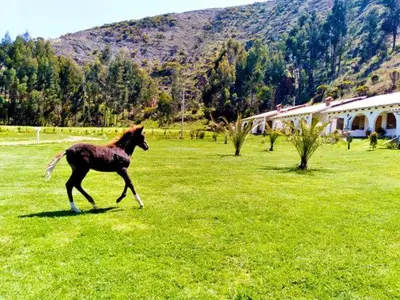 a horse running in a field of green grass at Fundo Alma Andina in Jauja