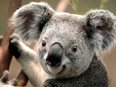 a koala bear is looking at the camera at Posada del Mirador Italyan Villa in San Bartolo