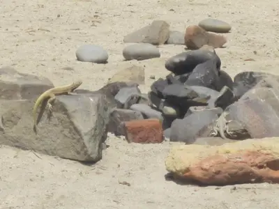 a lizard sitting on a rock in the sand at Posada del Mirador Italyan Villa in San Bartolo
