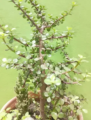 a plant with white flowers in a pot at Hostel Tupac Yupanqui House in Cusco