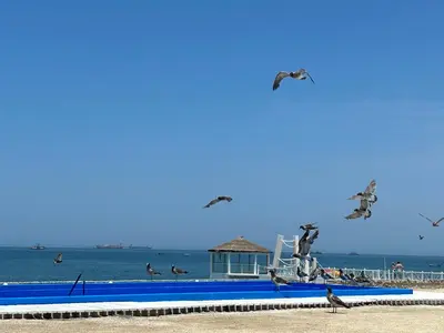 a group of seagulls flying over the beach at Departamento Paracas vista al mar in Paracas