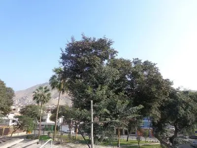 a large tree in a park with palm trees at Agua dulce in Lima