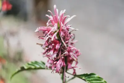 a close up of a pink flower on a plant at Lucmabamba Lodge in Santa Teresa