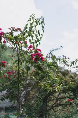 a bunch of pink flowers on a tree at Lucmabamba Lodge in Santa Teresa