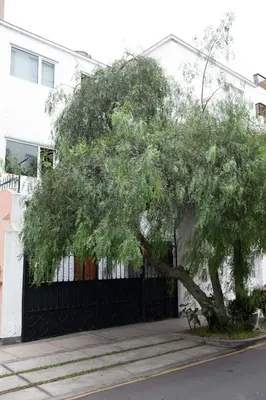 a tree in front of a black fence at Departamento Loft en Olivar de San Isidro in Lima
