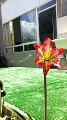 a red and yellow flower in front of a house at Qori Garden Apartment in Cusco
