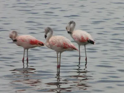 a group of flamingos standing in the water at BRISAS DE LA BAHIA HOTEL in Paracas