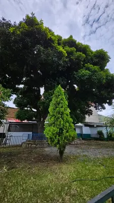 a tree with a bench in front of a tree at Casa Verde in Quillabamba
