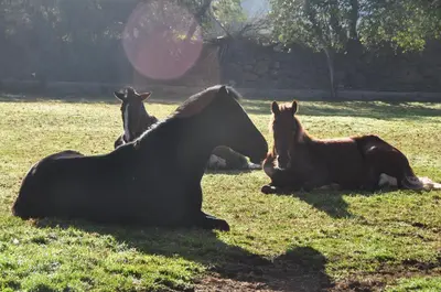 three horses laying in the grass in a field at Valle Dorado Lodge in Cusco