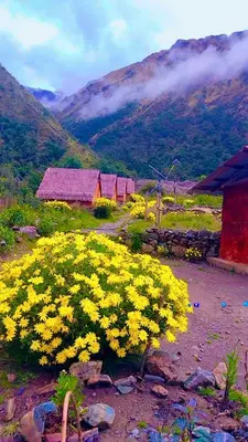 a field of yellow flowers in front of a mountain at SORAYPAMPA - Cabañas Andinas Mamá Andrea Eco Lodge in Soray