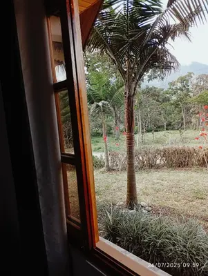 a window view of a palm tree in a field at Casa Las Palmeras in Oxapampa
