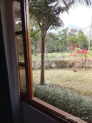 a window view of a palm tree in a field at Casa Las Palmeras in Oxapampa