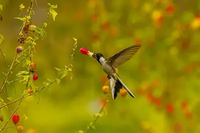 a humming bird is perched on a branch of a tree at La Rosa Wellness Lodge in Urubamba