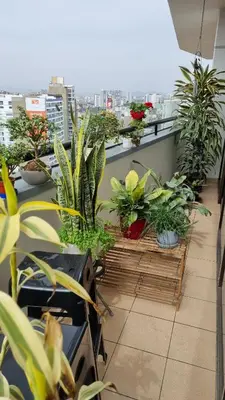 a balcony filled with lots of potted plants at Habitación con Baño privado en Departamento Compartido in Lima