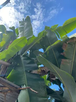 a banana tree with lots of green leaves at LagunaNegra Oxapampa in Palmira