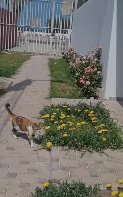 a cat walking through a garden of flowers at Departamento Pisco - San Andrés, cerca a Paracas in Gallinazos Hacienda