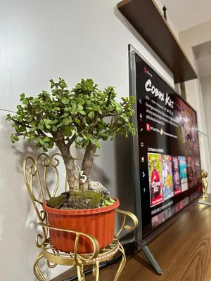 a bonsai tree sitting on a chair in front of a tv at departamento airport in Lima