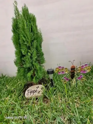 a garden with a tree and a butterfly on the grass at María Paz Home in Lima