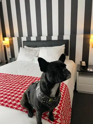 a small black dog sitting on a bed at Wyndham Costa del Sol Lima City in Lima