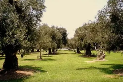 a row of trees in a field of green grass at B&B El Olivar in Lima