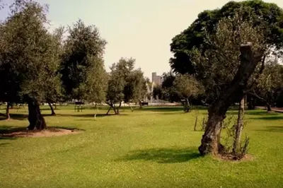 a tree in a field of green grass at B&B El Olivar in Lima