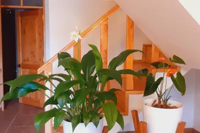 a staircase with two potted plants in a room at Posada de la Sirga Oxapampa De 8 a 10 personas in Oxapampa