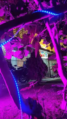a tree with pink and blue lights on it at Hotel Villa Capricce in Puente Piedra