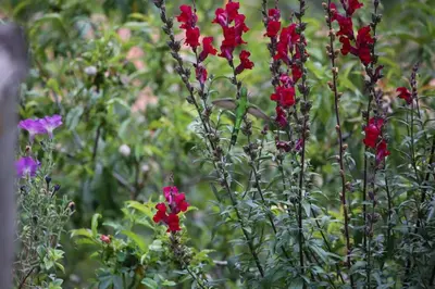 a group of red flowers in a garden at SAMAY WASI Rest house in Ollantaytambo