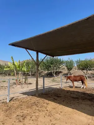a brown horse standing under a shelter at Casa Tullpa in Aspitia