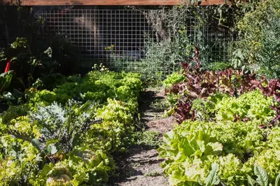 a garden of lettuces and other vegetables at Casa Tikawarmi in Urubamba