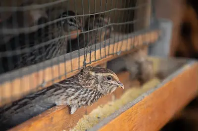 a bird sitting in a bird cage at Casa Tikawarmi in Urubamba