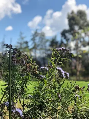 a bush with purple flowers in a field at The Tree House in Cusco