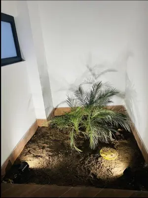 a small plant in a corner of a room at Apartamentos como en casa in Chancay