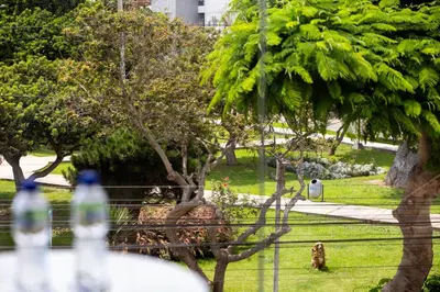 a bird standing in the grass near a fence at San Miguel Awanka Hotel in Lima