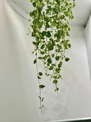 a plant hanging from a ceiling in a room at Entire House close to the sea Miraflores in Lima