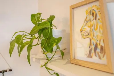 a plant sitting on a shelf next to a mirror at Mini depa en el corazón de Miraflores in Lima