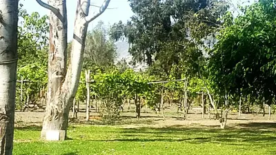 a group of trees in a field of grass at Casa de Campo con lago en Mala in Mala