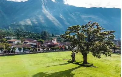 a tree in a field with a mountain in the background at Loft Casa Yucay in Yucay