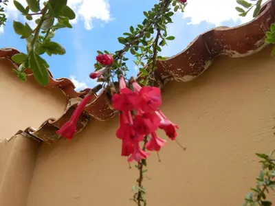 a bunch of pink flowers hanging off the side of a building at Casa Higospampa, 2 Floors Up to 7 Residents in Urubamba