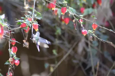 a bird perched on a tree branch with red flowers at Las Portadas in Ollantaytambo