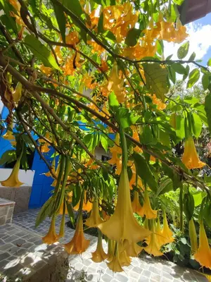 a bunch of yellow flowers hanging from a tree at Las Portadas in Ollantaytambo