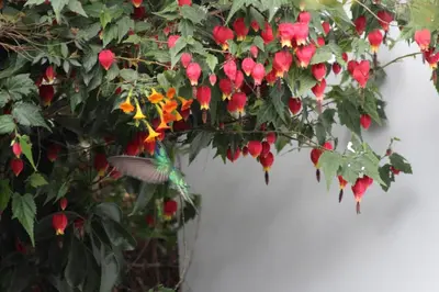 a bunch of red flowers on a plant next to a wall at Las Portadas in Ollantaytambo