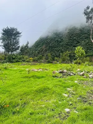 a field of grass with a mountain in the background at Salkantay Glamp in Colcapampa