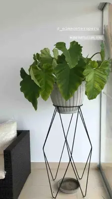 a plant in a pot on a metal plant stand at Departamento San Bartolo, Excellent Location! in San Bartolo